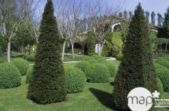 Taxus baccata, ctr 15L