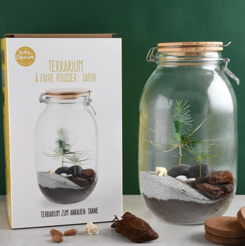 Terrarium végétal à faire soi-même - sapin de noël