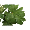 Tetrapanax - Pot 10L