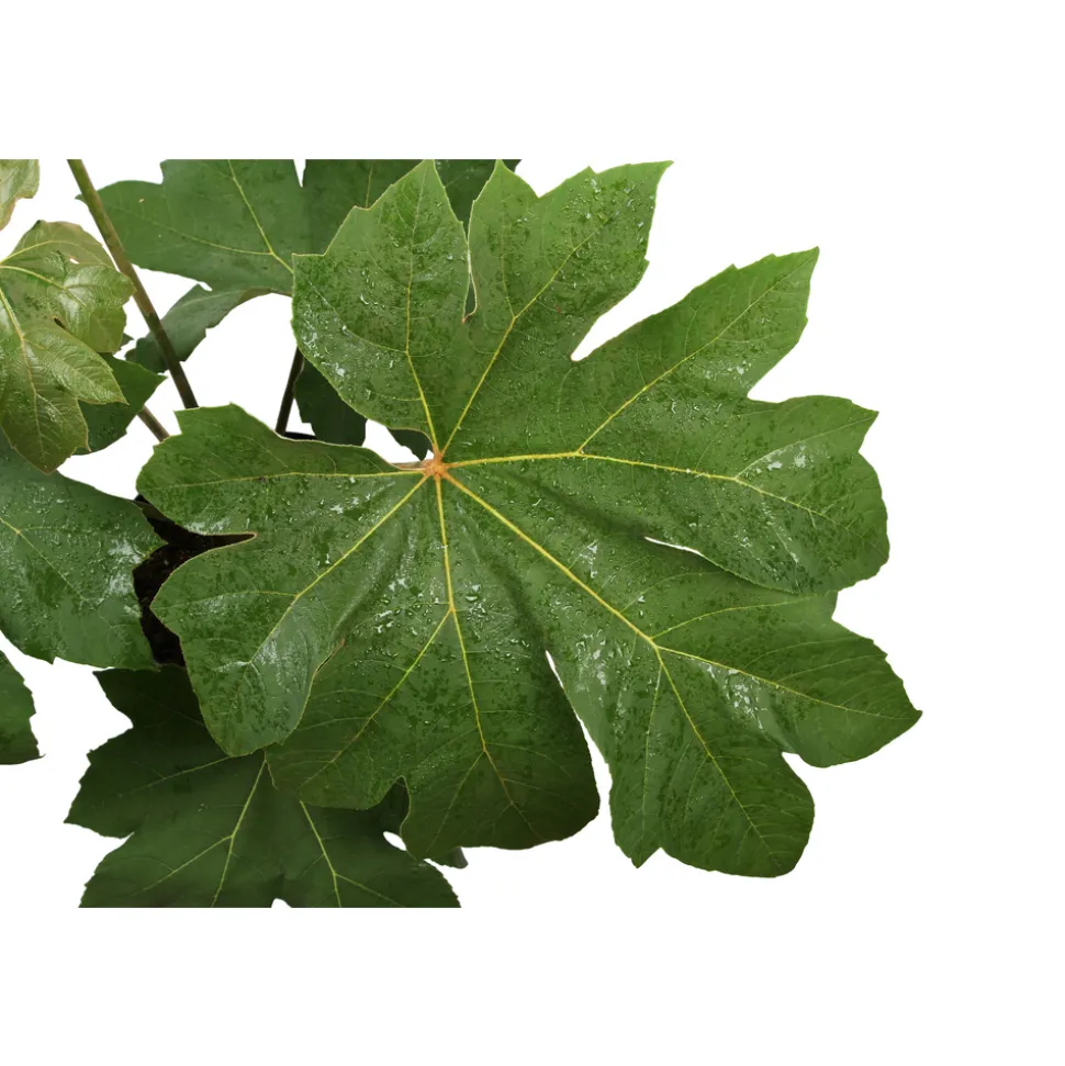 Tetrapanax - Pot 10L