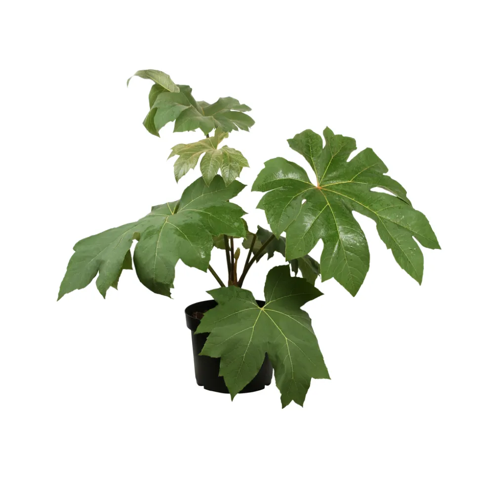 Tetrapanax - Pot 10L