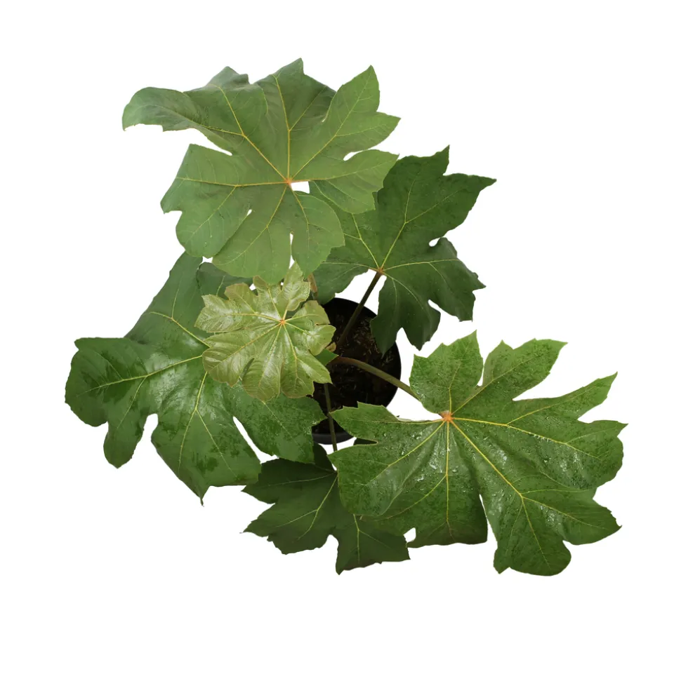 Tetrapanax - Pot 10L