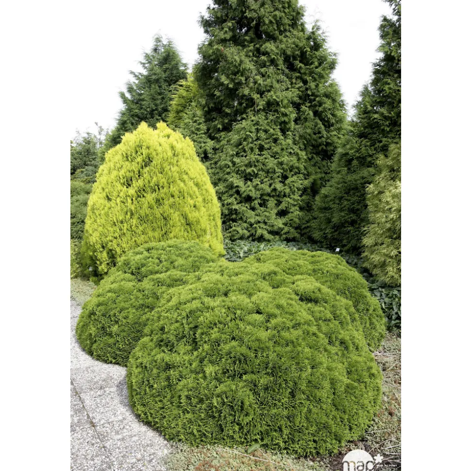 Thuya occidentalis Danica, H : 30/40 cm, ctr 4L