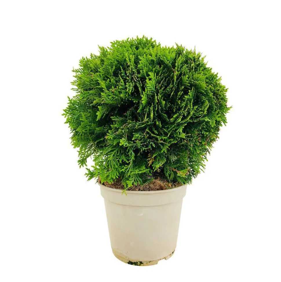 Thuya occidentalis Danica, H : 30/40 cm, ctr 4L