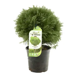 Thuya occidentalis 'Danica': pot 4,5 litres