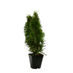 Thuya occidentalis Emeraude H : 60/80 cm, ctr 4L