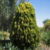 Thuya orientalis 'Pyramidalis Aurea' 80/100 - Pot 7,5L