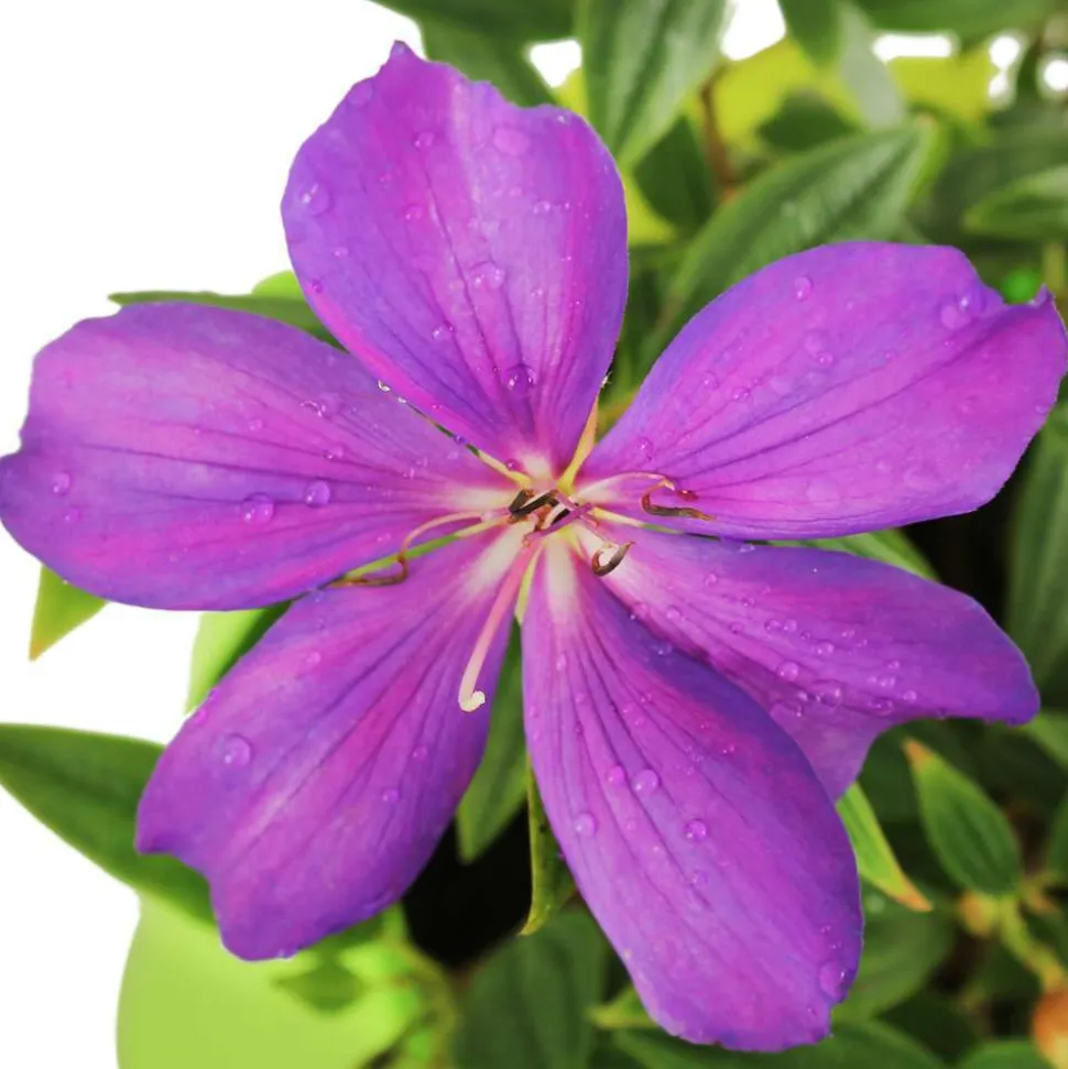 Tibouchina : H90/100cm, D20cm, 4L