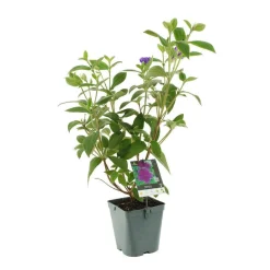 Tibouchina : H90/100cm, D20cm, 4L