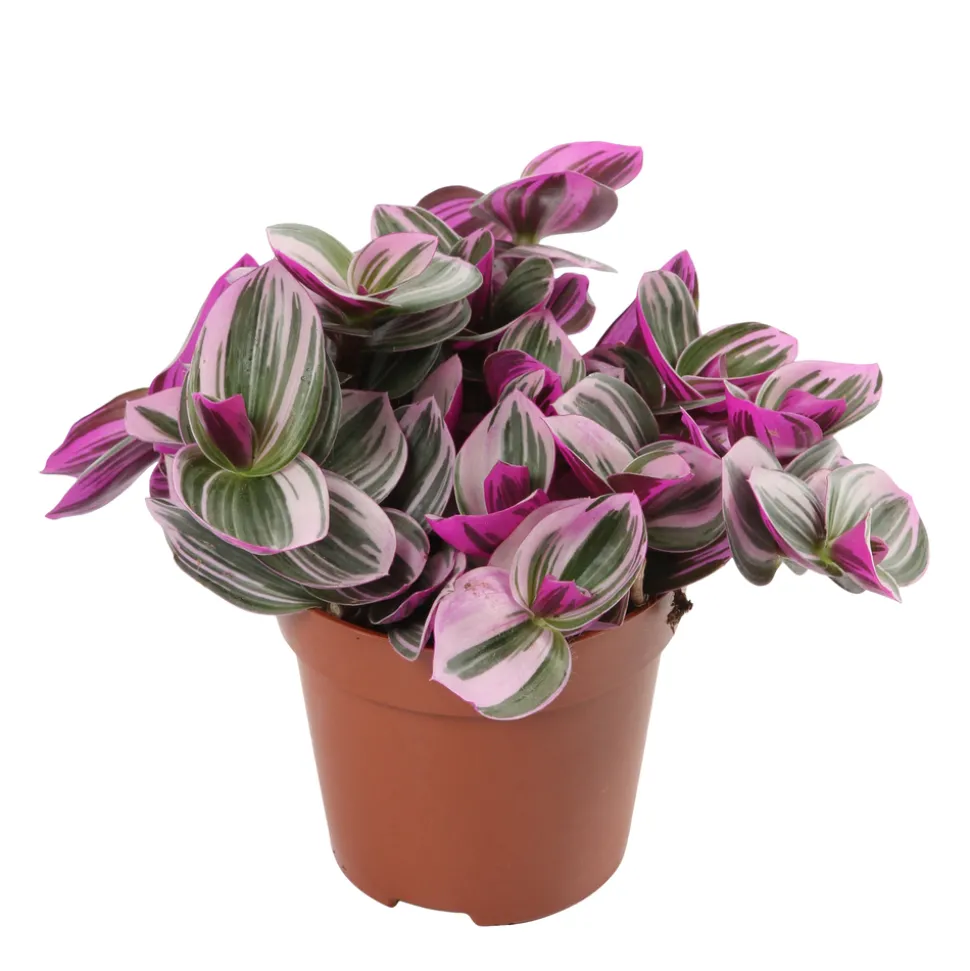 Tradescantia Nanouk' : d.12cm