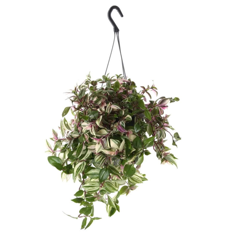 Tradescantia : suspension diamètre 17 cm - Variétés variables
