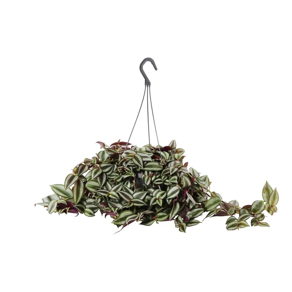 Tradescantia : suspension diamètre 17 cm - Variétés variables