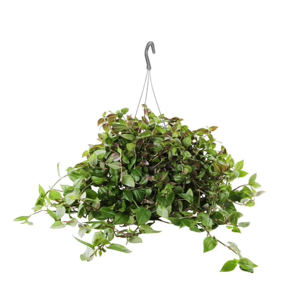 Tradescantia : suspension diamètre 17 cm - Variétés variables