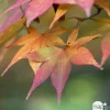 TRUFFAUT - Acer palmatum : ctr 50 L