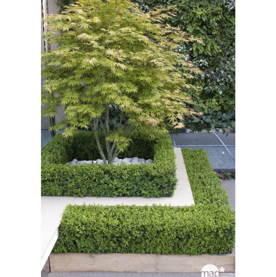 TRUFFAUT - Acer palmatum : ctr 50 L