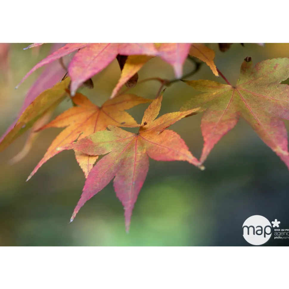 TRUFFAUT - Acer palmatum : ctr 50 L