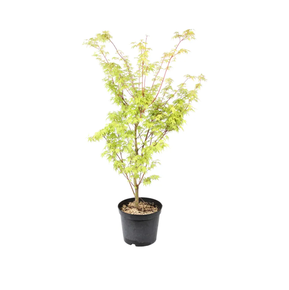 TRUFFAUT - Acer palmatum : ctr 7 L- Variétés variables