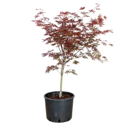 TRUFFAUT - Acer palmatum : ctr 7 L- Variétés variables
