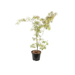 TRUFFAUT - Acer palmatum : ctr 7 L- Variétés variables