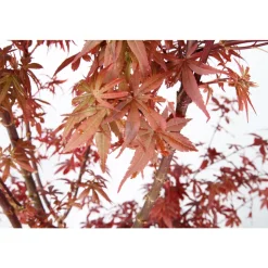 TRUFFAUT - Acer palmatum TRUFFAUT : H 100/125cm, greffé C15L - Variétés variables