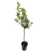 TRUFFAUT - Amandier 'Ferragnes' : gobelet 2 ans