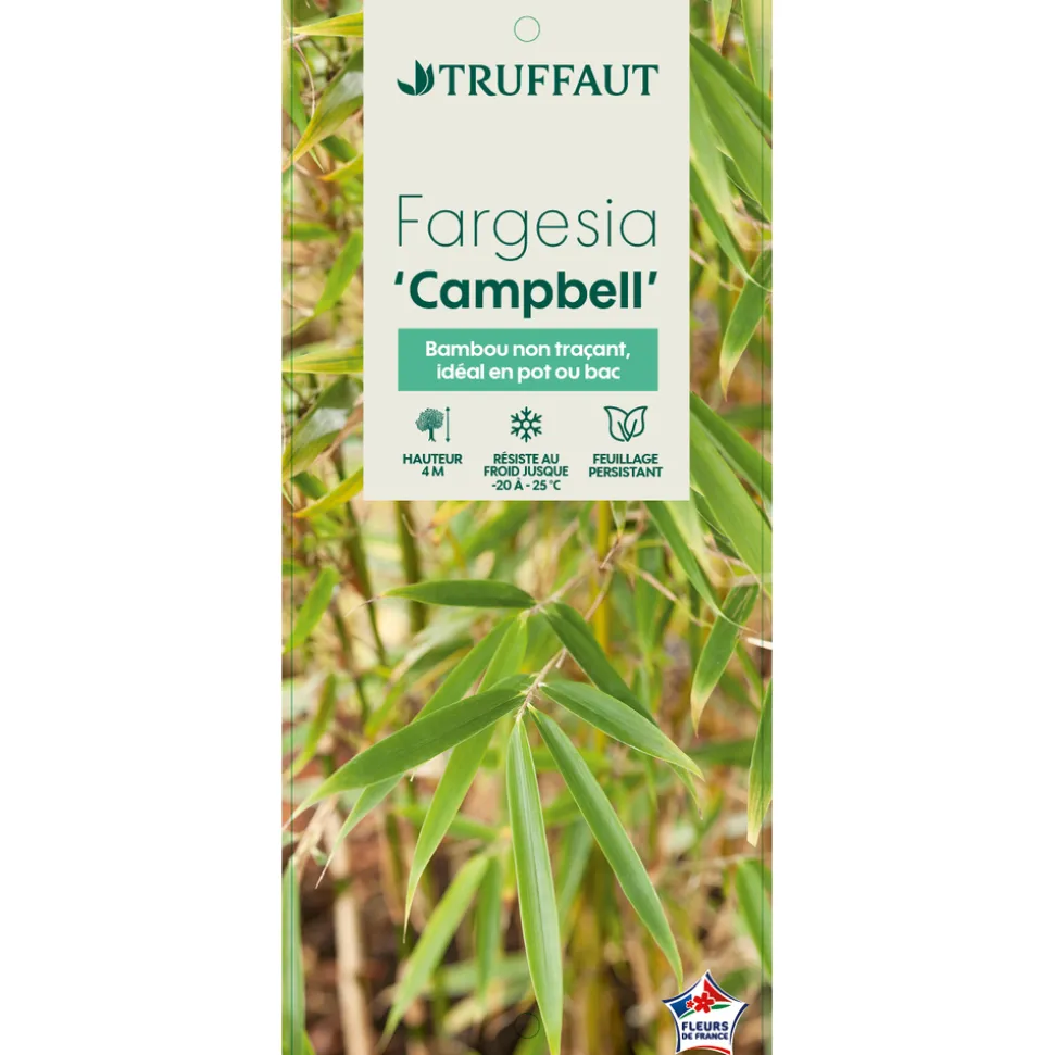 TRUFFAUT - Bambou non-traçant fargesia robusta 'Campbell': pot de 12 litres