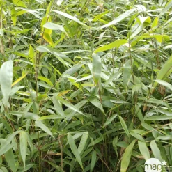 TRUFFAUT - Bambou non-traçant fargesia robusta 'Pingwu': pot de 12 litres