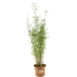 TRUFFAUT - Bambou non-traçant fargesia nitida 'Red Dragon': pot de 5 litres