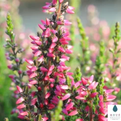 TRUFFAUT - Calluna vulgaris 'Athena':conteneur 1 litre