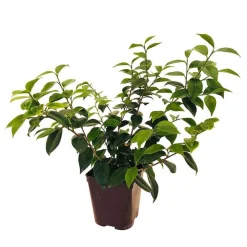 TRUFFAUT - Camellia 'Tom Pouce' : H 40/50 cm, ctr 3 Litres
