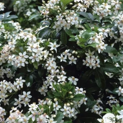 TRUFFAUT - Choisya ternata: C 5L