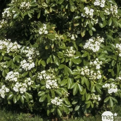TRUFFAUT - Choisya ternata: C 5L