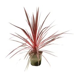 TRUFFAUT - Cordyline australis 'Charlie Boy' : pot 3L