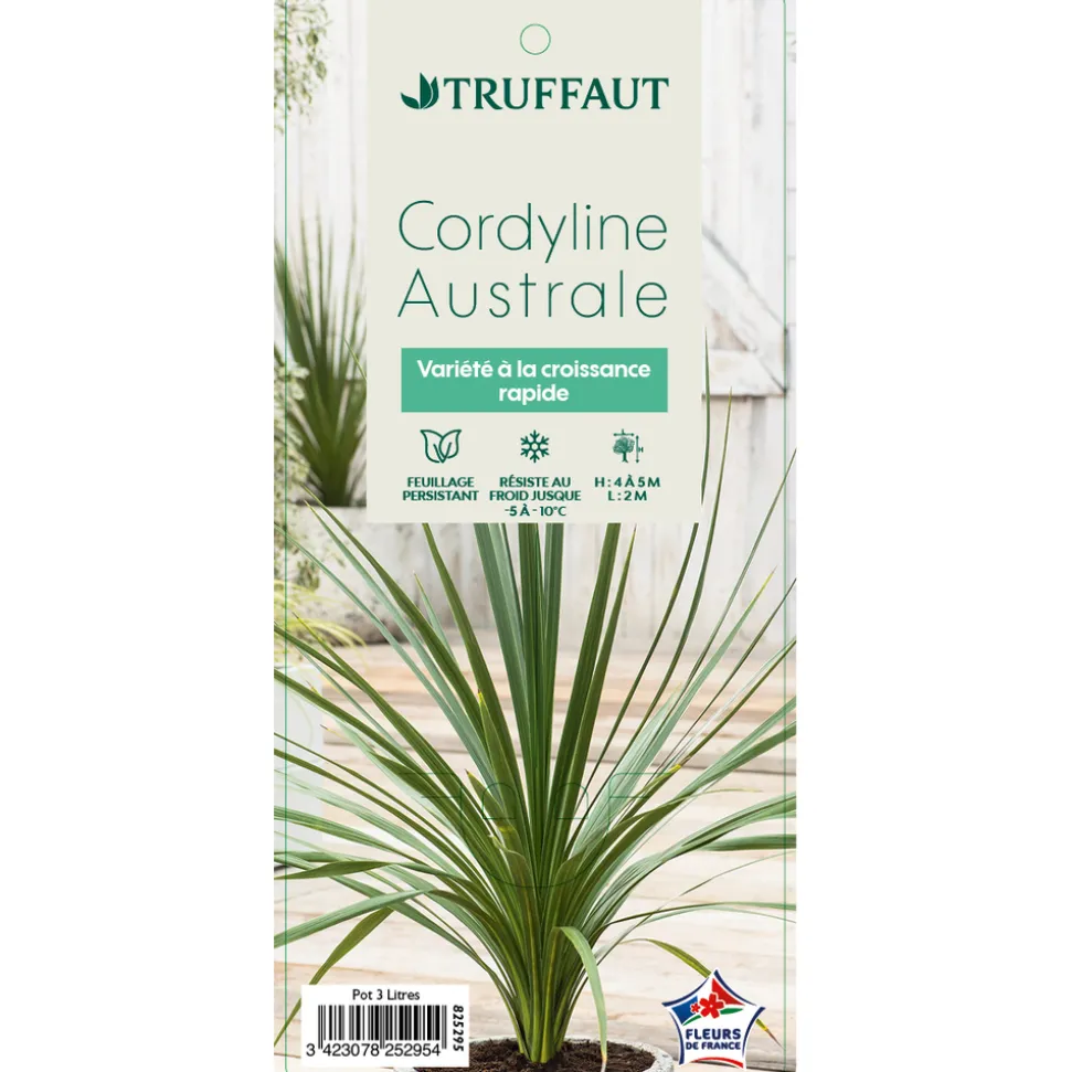 TRUFFAUT - Cordyline australis : pot 3L
