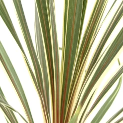 TRUFFAUT - Cordyline australis 'Torbay Dazzler' : pot 3L
