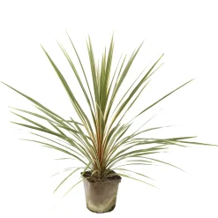 TRUFFAUT - Cordyline australis 'Torbay Dazzler' : pot 3L