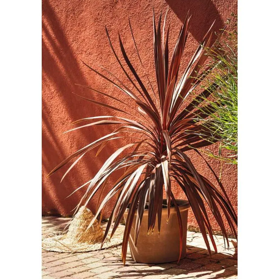 TRUFFAUT - Cordyline australis 'Red Star' : pot 3L