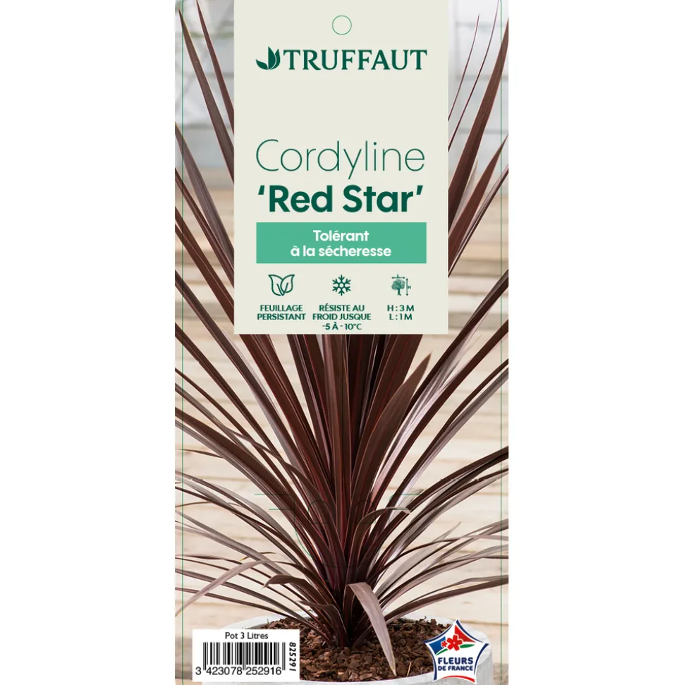 TRUFFAUT - Cordyline australis 'Red Star' : pot 3L