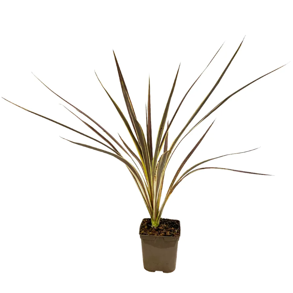 TRUFFAUT - Cordyline 'Electric Flash' : pot 3L