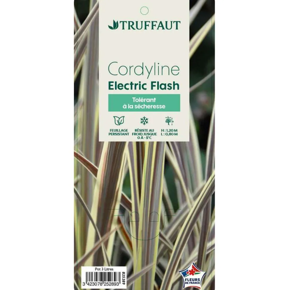 TRUFFAUT - Cordyline 'Electric Flash' : pot 3L