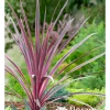 TRUFFAUT - Cordyline 'Paso Doble®' - Pot de 3L