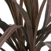 TRUFFAUT - Cordyline 'Renegade®' : pot 3L