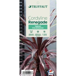 TRUFFAUT - Cordyline 'Renegade®' : pot 3L