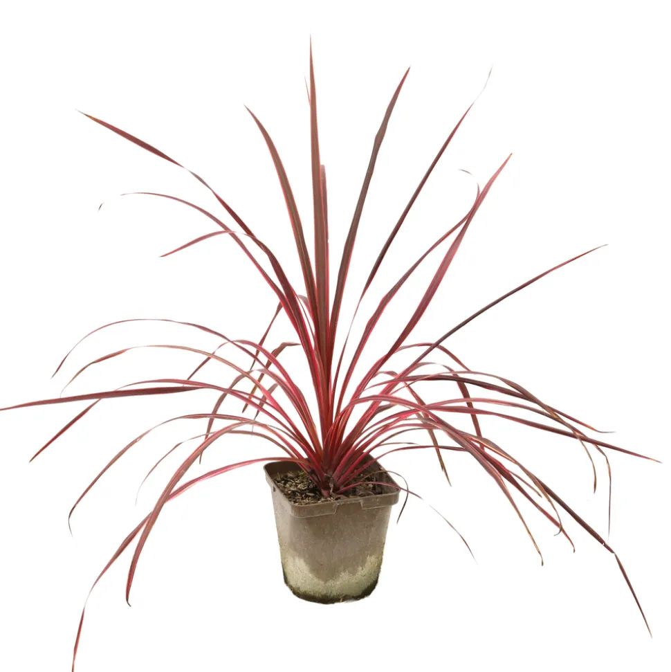 TRUFFAUT - Cordyline 'Salsa®' : pot 3L