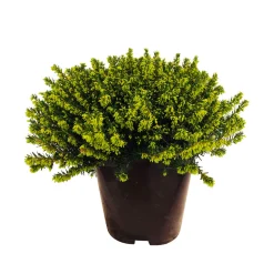 TRUFFAUT - Erica x darleyensis 'Kramer's Rote' : conteneur 2 litres