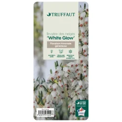 TRUFFAUT - Erica x darleyensis 'White Glow' : conteneur 2 litres