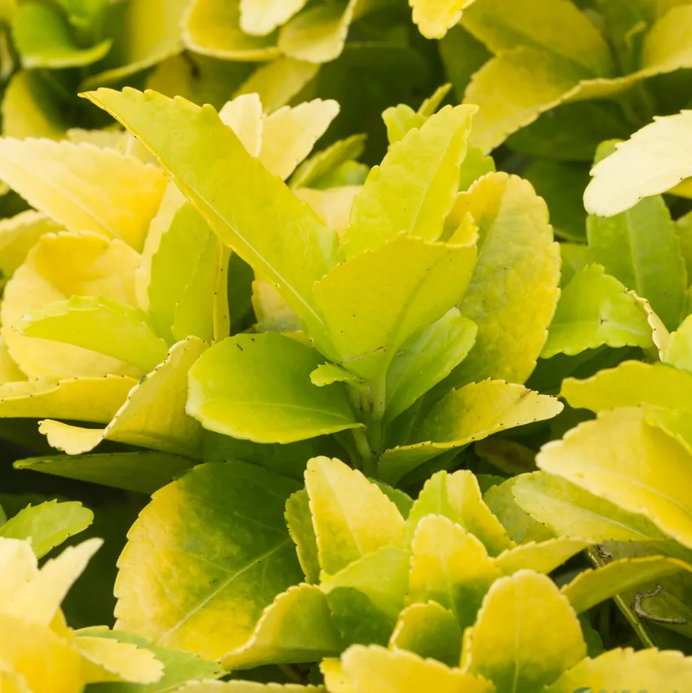 TRUFFAUT - Euonymus 'El-Dorado®' pot 3L