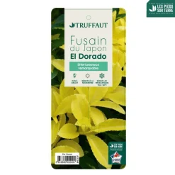 TRUFFAUT - Euonymus 'El-Dorado®' pot 3L