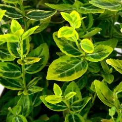 TRUFFAUT - Euonymus fortunei 'Emerald'n gold : pot 3L