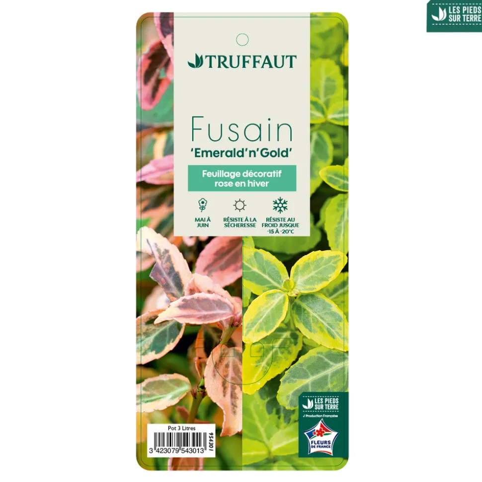 TRUFFAUT - Euonymus fortunei 'Emerald'n gold : pot 3L